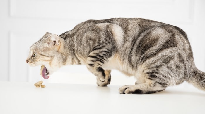 What Does It Mean When Your Cat Vomits Food