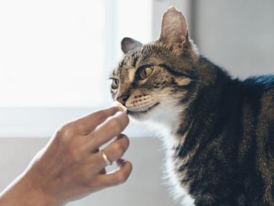 What if My Cat Licks Revolution