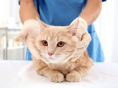 What Is FIV in Cats