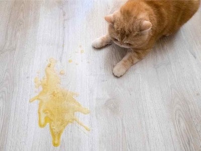 When to Worry About Cat Vomiting