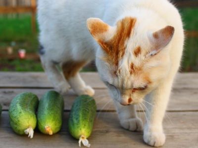 Why Are Cats Scared of Cucumbers