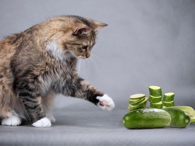 Why Are Cats Scared of Cucumbers