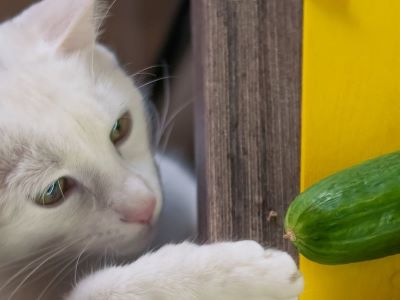 Why Are Cats Scared of Cucumbers