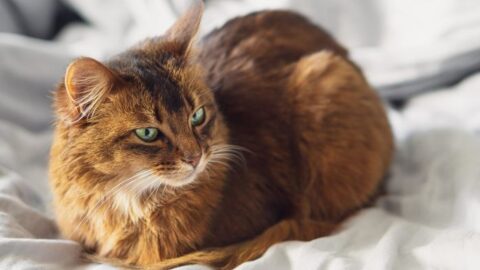 Why Do Cats Loaf? The Curious Case of Cat Loafing