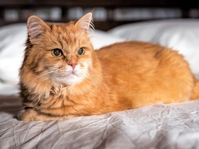 Why Do Cats Loaf