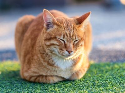 Why Do Cats Loaf