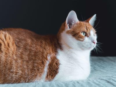 Why Do Cats Loaf