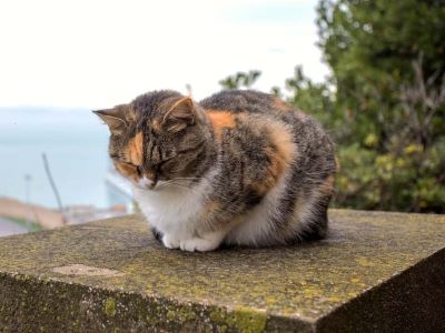 Why Do Cats Loaf