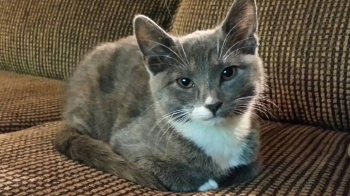 Why Do Cats Loaf