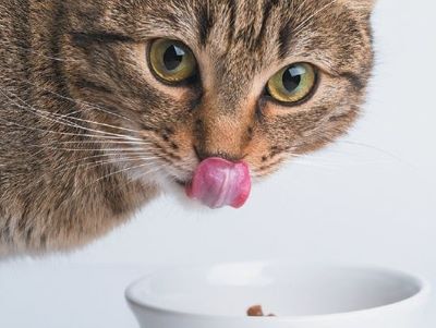 cat eating pretzel