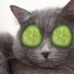 Why Are Cats Scared of Cucumbers