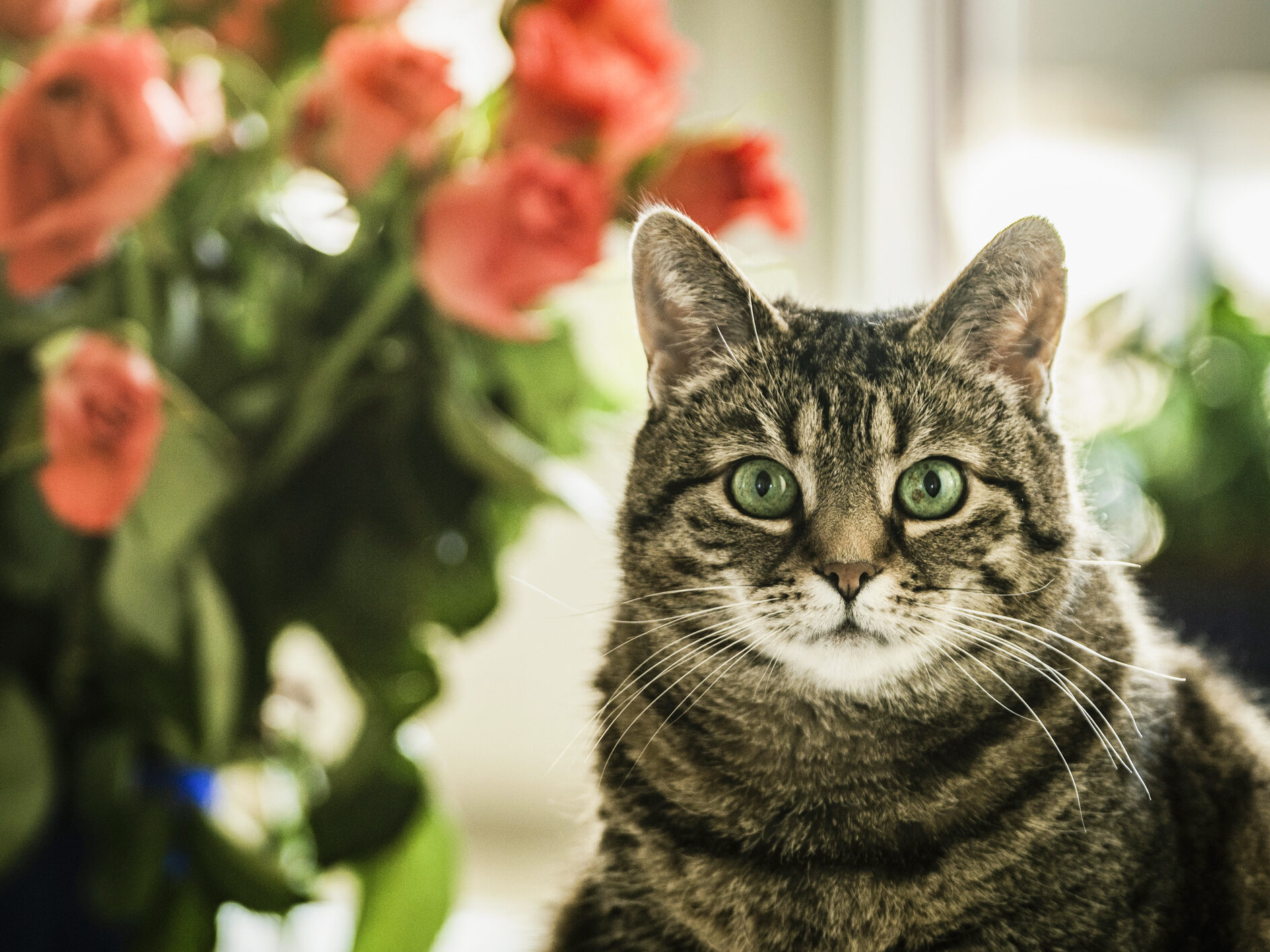 cat with roses