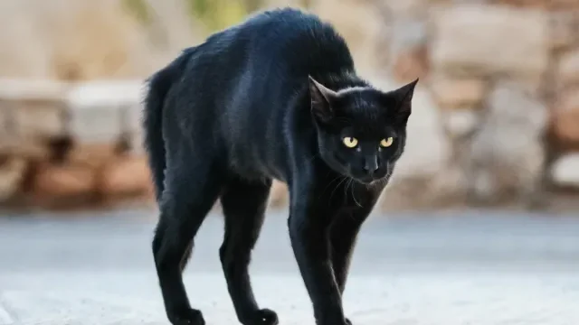 black cat