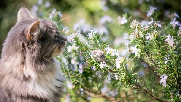 cat smelling rosemary