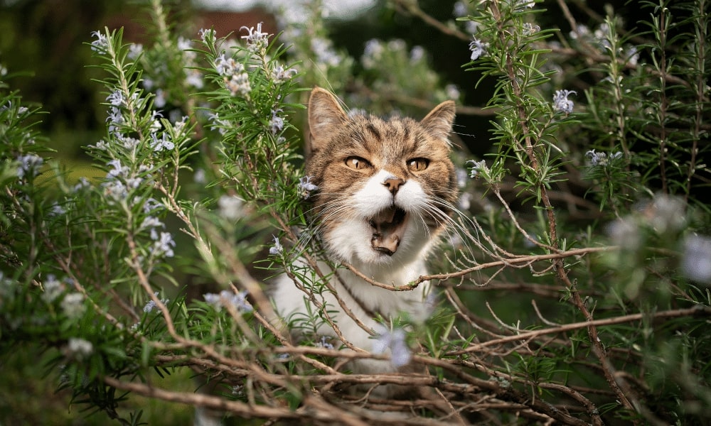 Does Rosemary Repel Cats