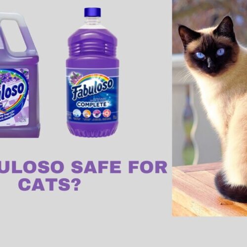 The 10 Best Flea Treatment for Cats of 2023 Effective & Safe