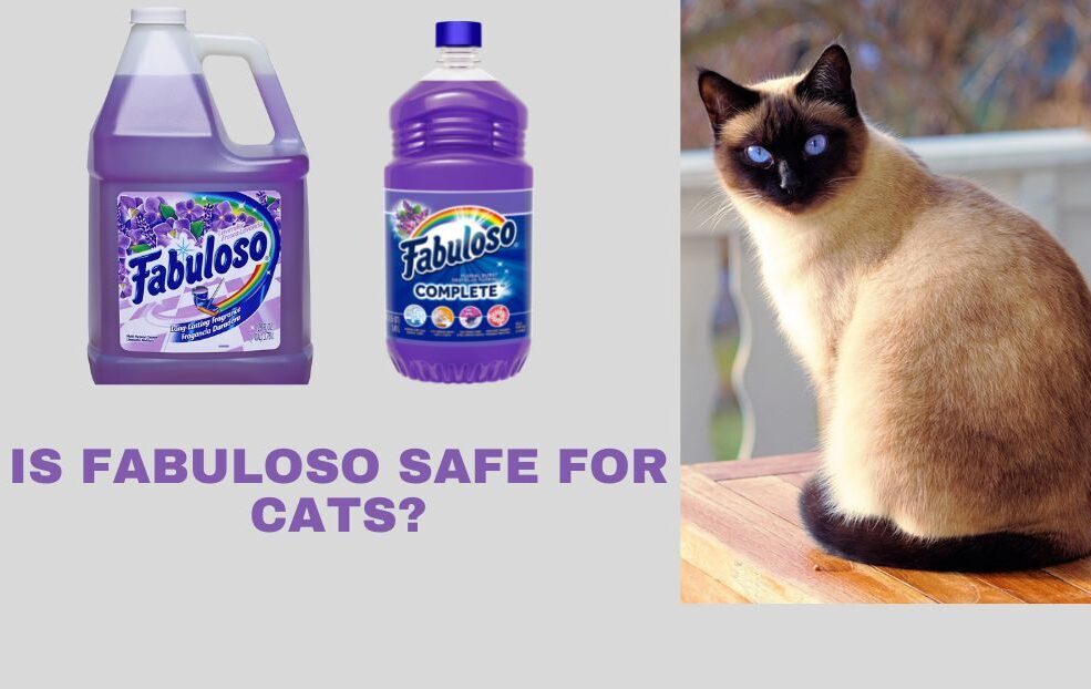 Is Fabuloso safe for cats edited e1692333608393