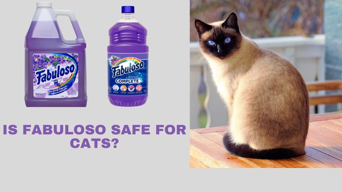 Is Fabuloso Safe For Cats? The Ultimate Cat Lover's Dilemma