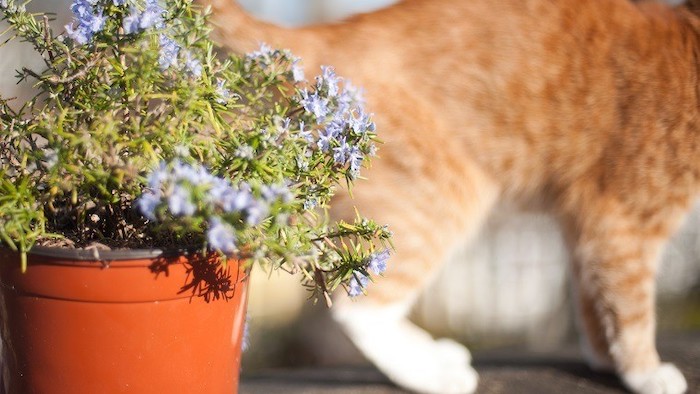 Is Rosemary Safe for Cats