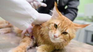 Lymphoma in Cats
