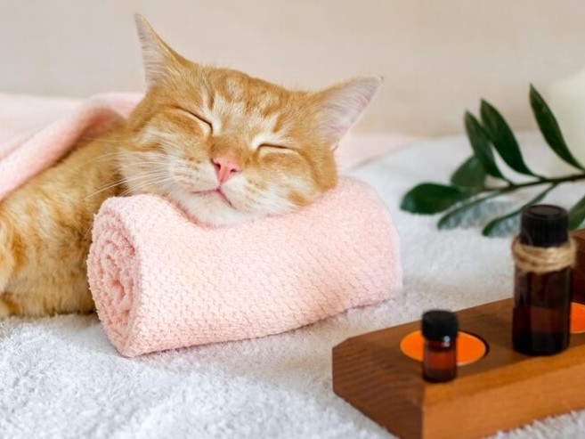 a cat sleeps resting his head on a towel 1024x495 1