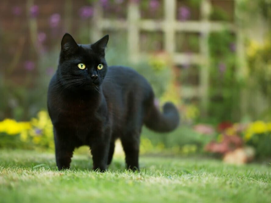 black cat on grass