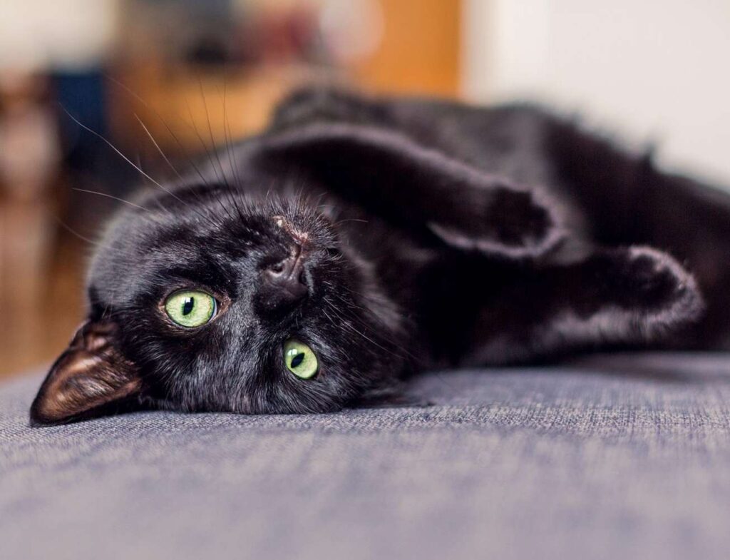 black cat scary