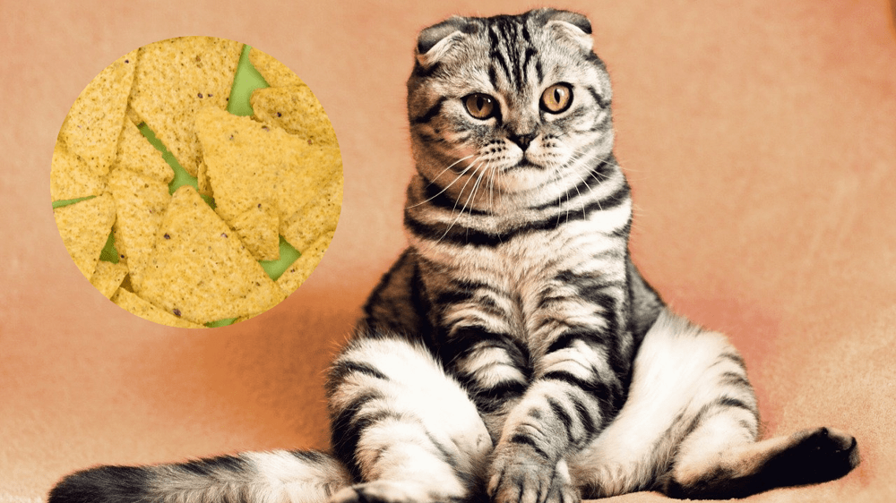 cat and tortilla
