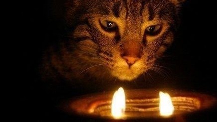 cat staring at fire