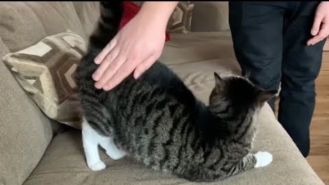 cat like butt pats