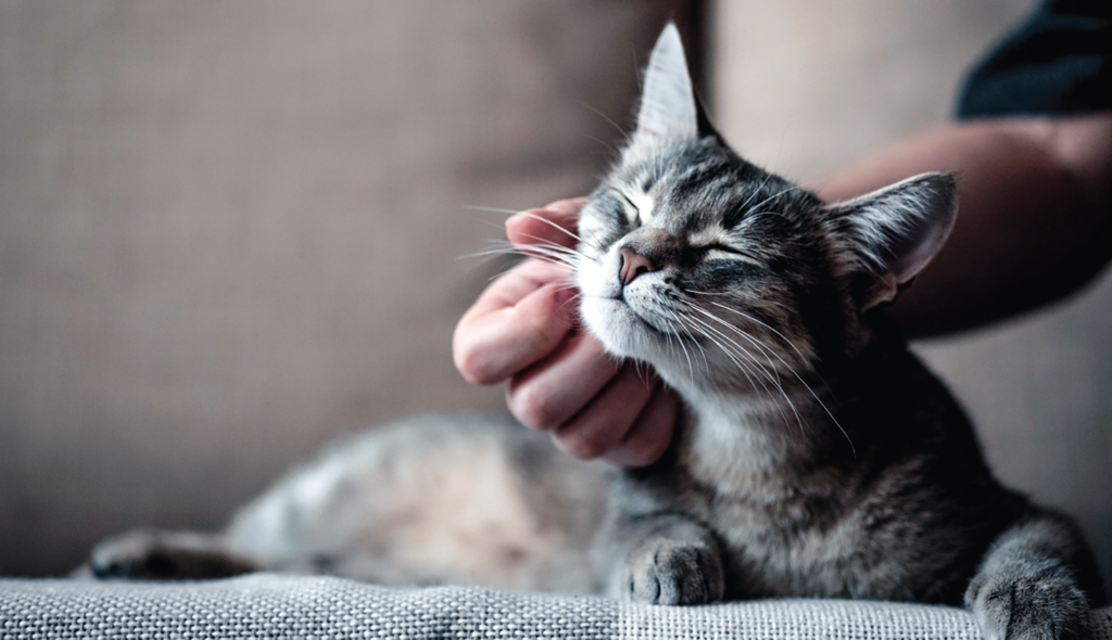 cat being pampered