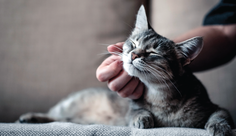 View of Lymphoma In Cats: Feline Health Matters