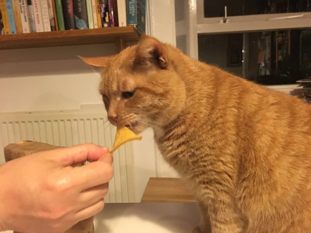 cat eating the tortilla