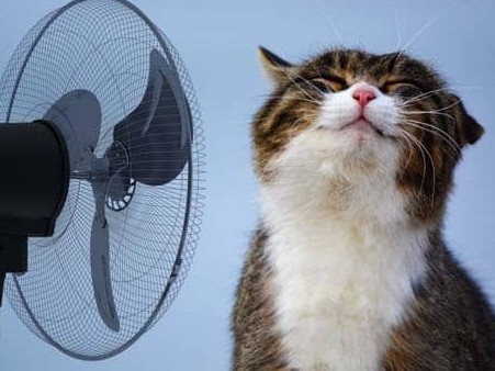 cat-fan-cooling