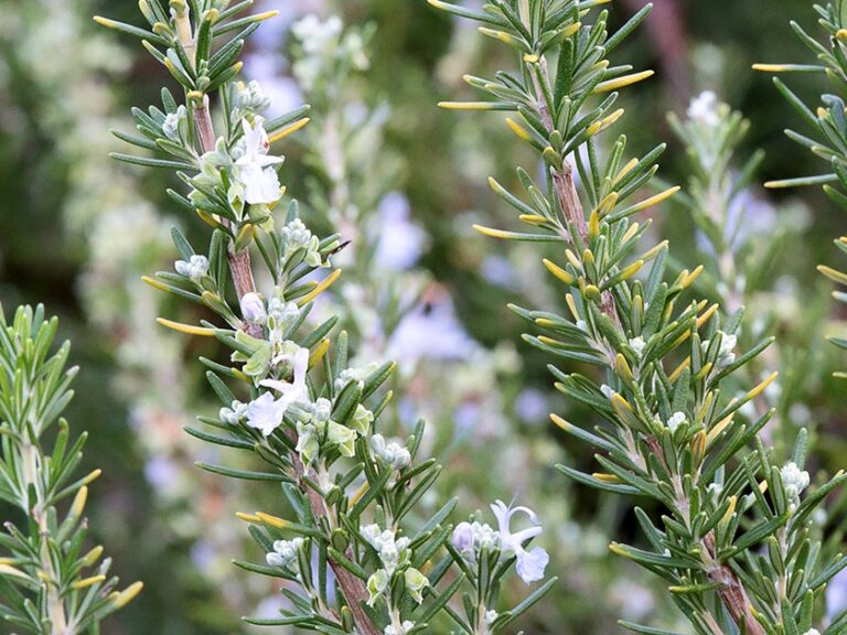 Is Rosemary Safe for Cats? Unveiling the Truth Behind a Fragrant Herb