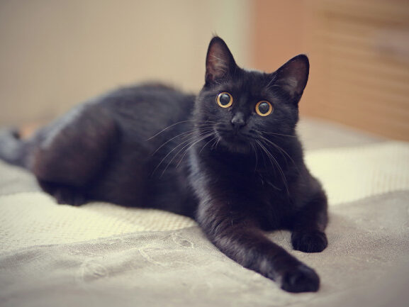 black cat on bed