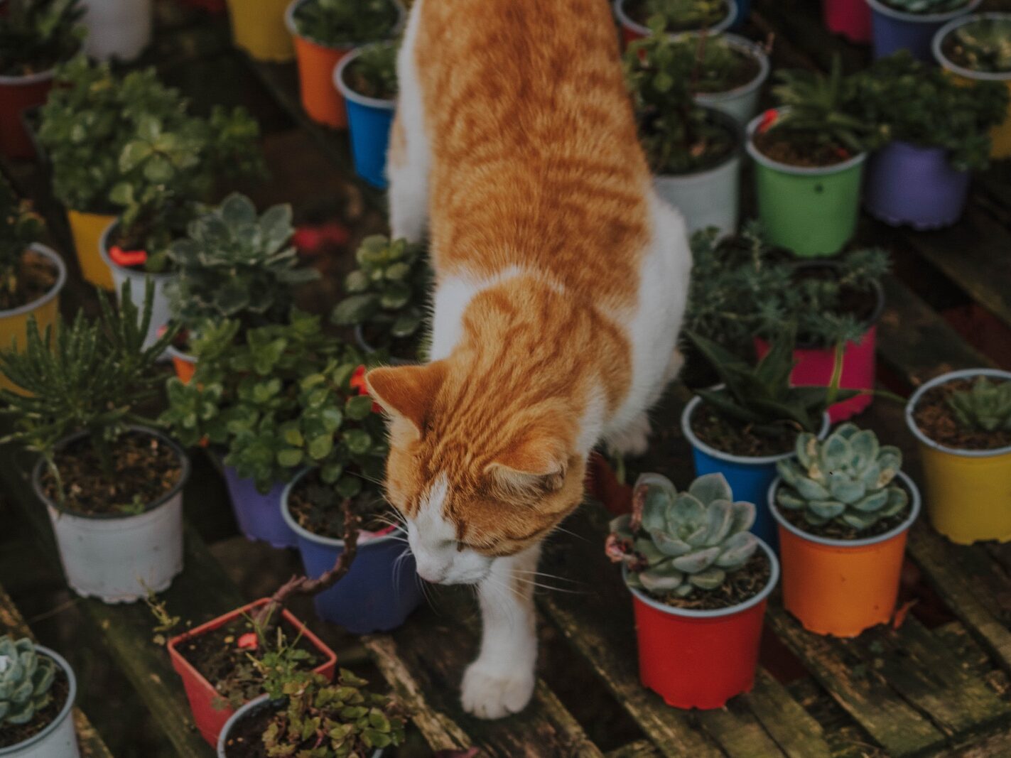 cat-in-plants