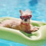 dog in pool