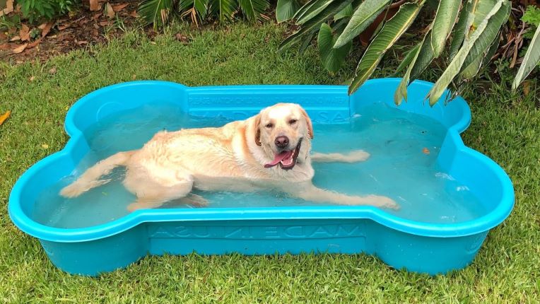 Pools for Your Dogs